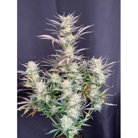 Originals Mix Auto -  5 semi Fastbuds