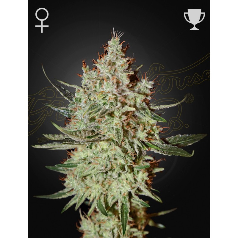 GH Cheese Green House Seeds