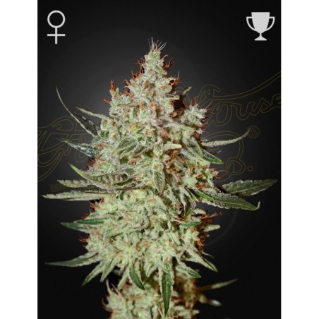 GH Cheese Green House Seeds