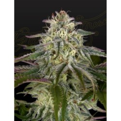 GH Cheese x Lemon Wookie Glue Green House Seeds