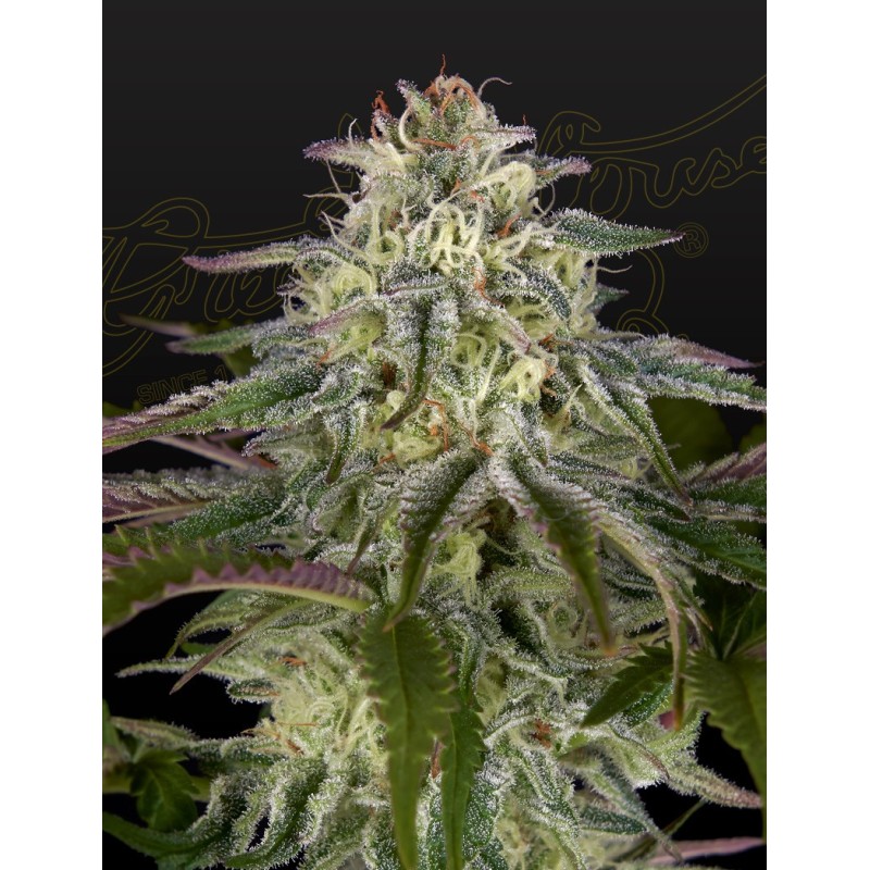 GH Cheese x Lemon Wookie Glue Green House Seeds