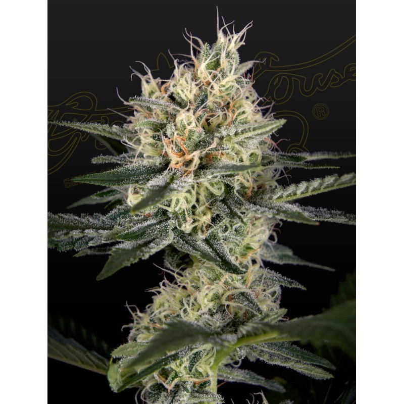 GH Cheese x Pineapple x Chemdog Green House Seeds