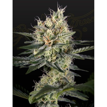GH Cheese x Pineapple x Chemdog Green House Seeds