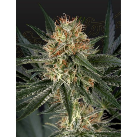 GH Cheese x Sour Banana Green House Seeds