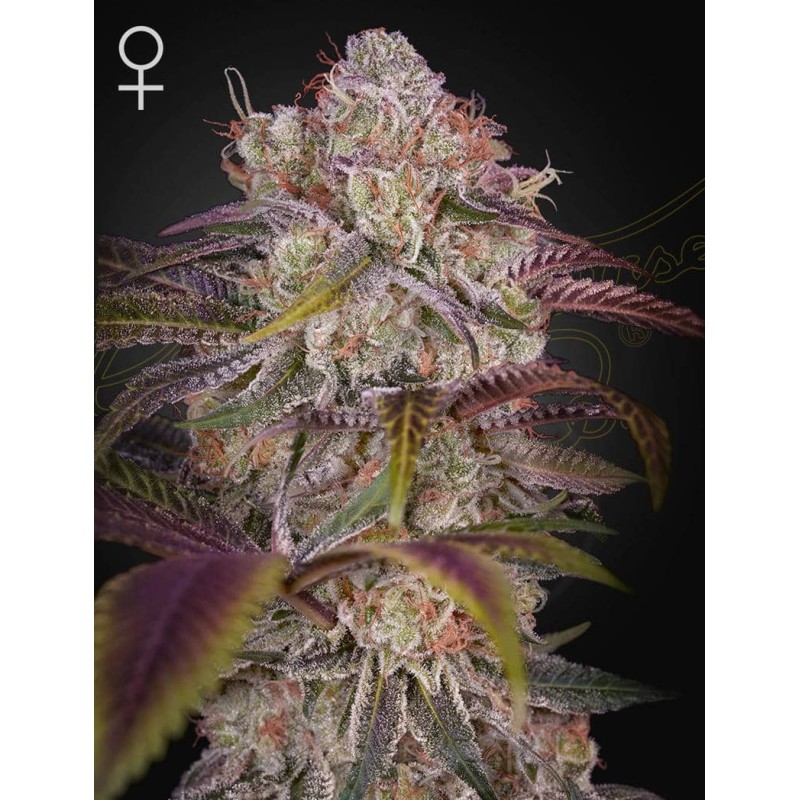 Gran Jefa Green House Seeds