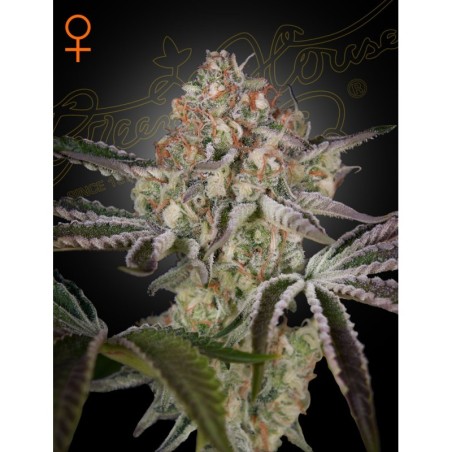 Great White Shark Green House Seeds