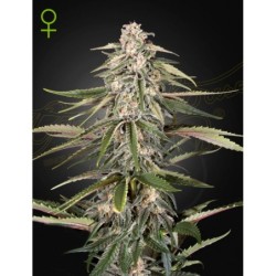 Green-O-Matic Auto Green House Seeds