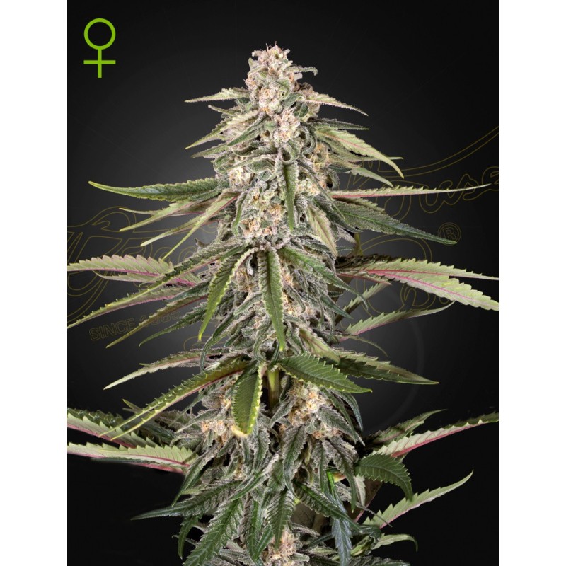 Green-O-Matic Auto Green House Seeds