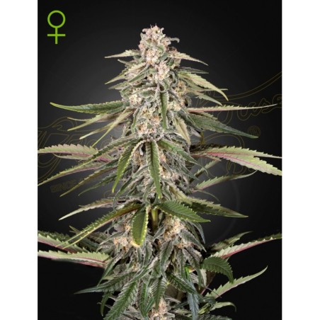 Green-O-Matic Auto Green House Seeds