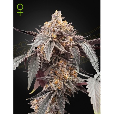 Guava x Gelato 41 Auto Green House Seeds