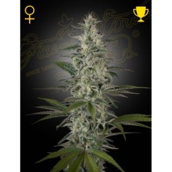 Hawaiian Snow Green House Seeds