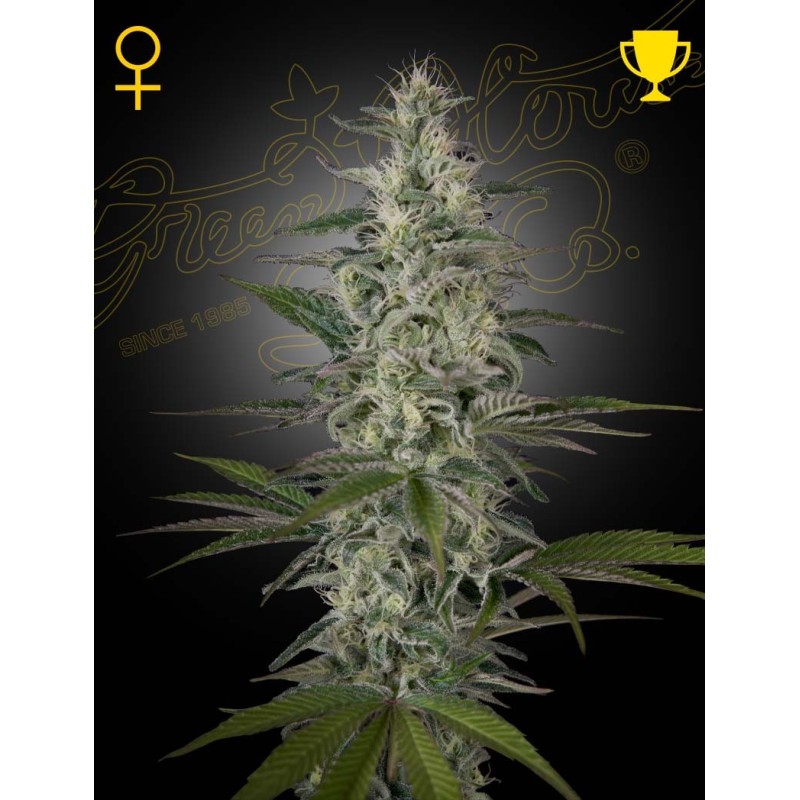 Hawaiian Snow Green House Seeds
