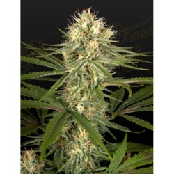 Hawaiian Snow x Amnesia x Dosidos Green House Seeds