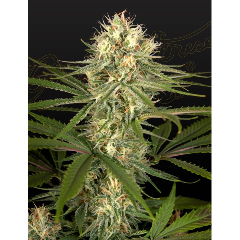 Hawaiian Snow x Amnesia x Dosidos Green House Seeds