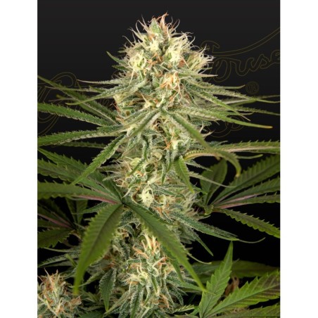 Hawaiian Snow x Amnesia x Dosidos Green House Seeds