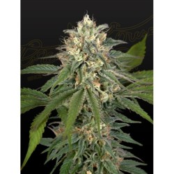 Hawaiian Snow x Amnesia x Face Off Green House Seeds