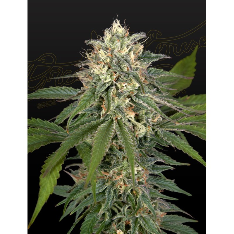 Hawaiian Snow x Amnesia x Face Off Green House Seeds
