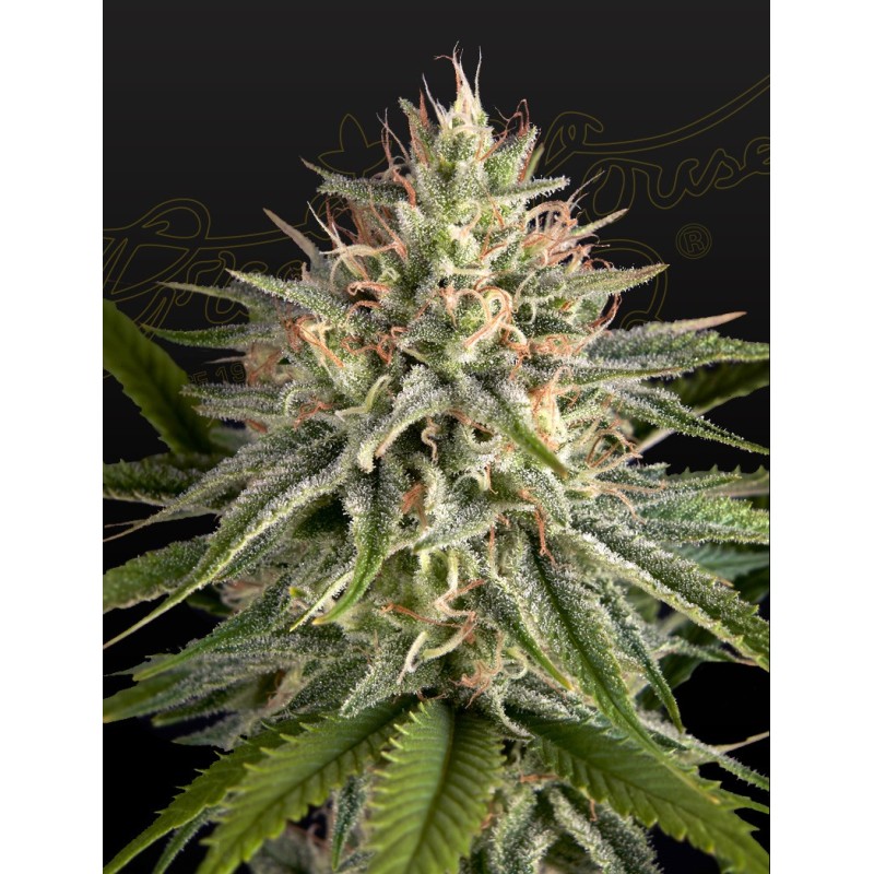 Hawaiian Snow x Sour Banana Green House Seeds