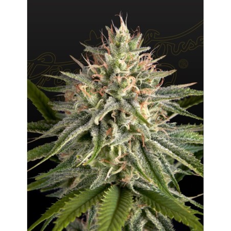 Hawaiian Snow x Sour Banana Green House Seeds