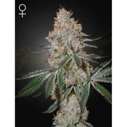 HighCloudZ Green House Seeds