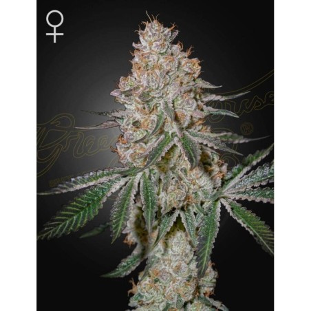 HighCloudZ Green House Seeds