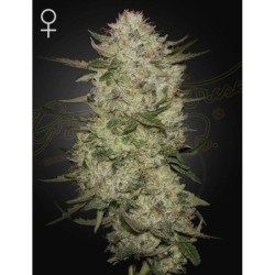 HighCloudZ Auto Green House Seeds