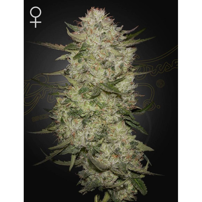 HighCloudZ Auto Green House Seeds