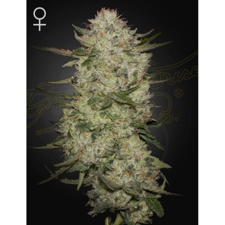 HighCloudZ Auto Green House Seeds