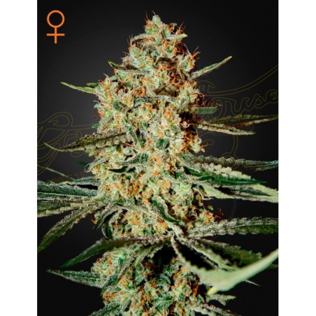 Himalaya Gold Green House Seeds