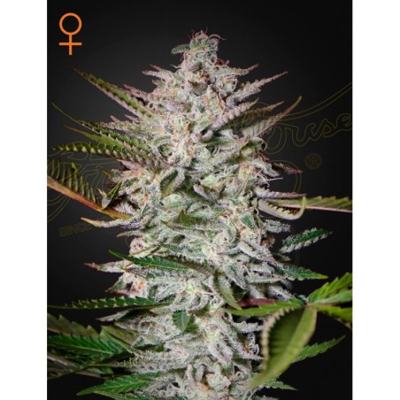 Holy Punch Green House Seeds
