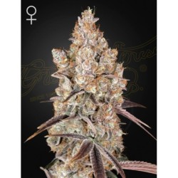 Holy Snow Green House Seeds