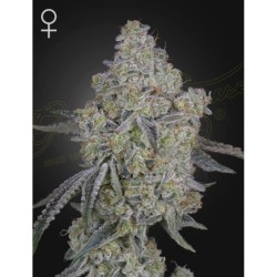 Honey Dipper Green House Seeds