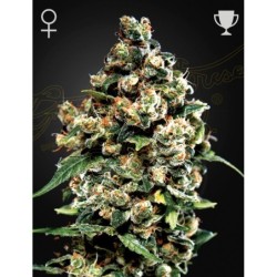 Jack Herer Green House Seeds