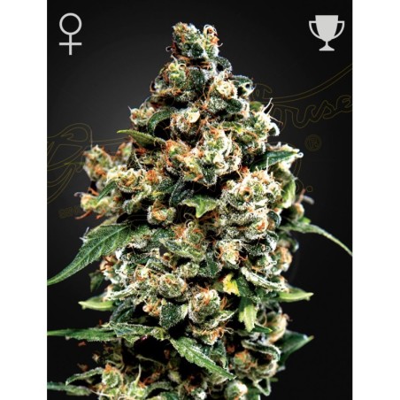 Jack Herer Green House Seeds