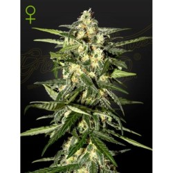 Jack Herer Auto Green House Seeds