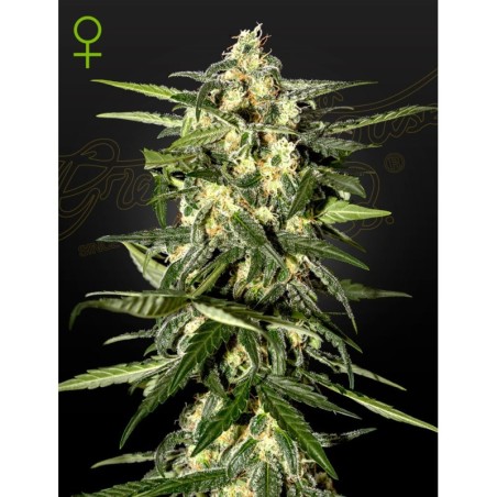 Jack Herer Auto Green House Seeds