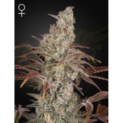 Jack's Dream Green House Seeds