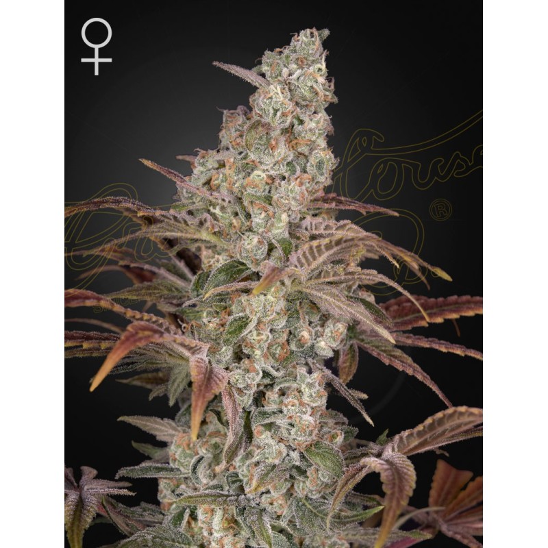 Jack's Dream Green House Seeds