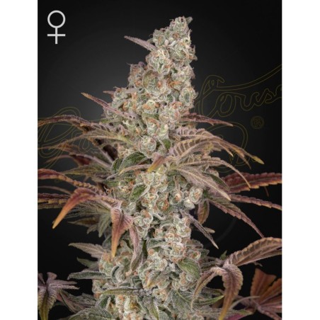 Jack's Dream Green House Seeds