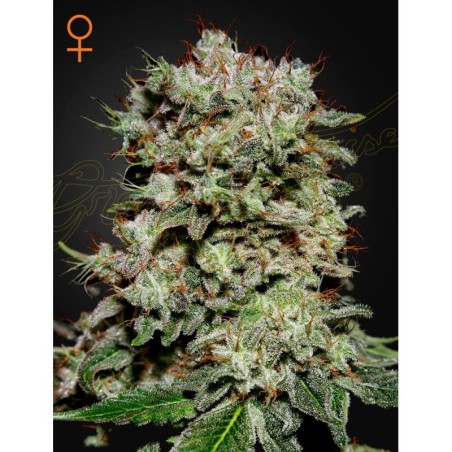 Kalashnikova Green House Seeds