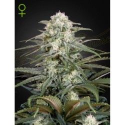 Kalashnikova Auto Green House Seeds