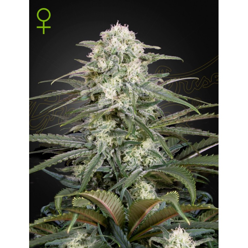 Kalashnikova Auto Green House Seeds