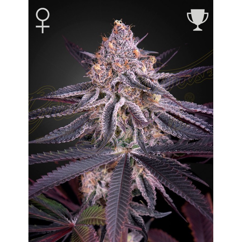 King's Juice Green House Seeds