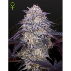 King's Juice Auto Green House Seeds