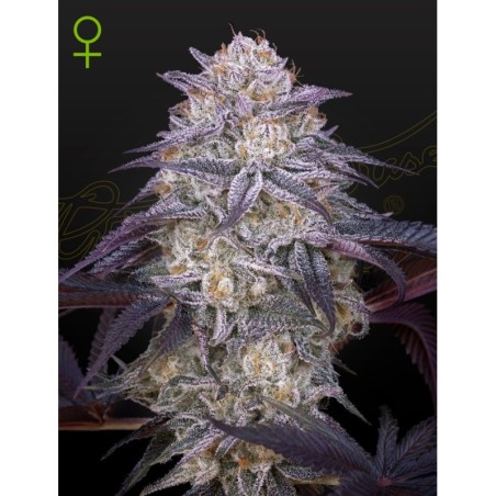 King's Juice Auto Green House Seeds