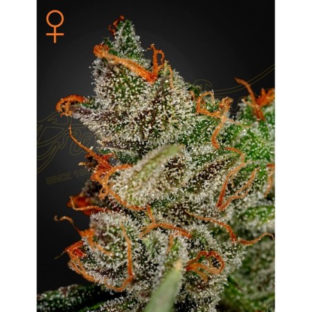 King's Kush Green House Seeds