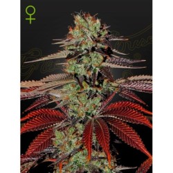King's Kush Auto Green House Seeds