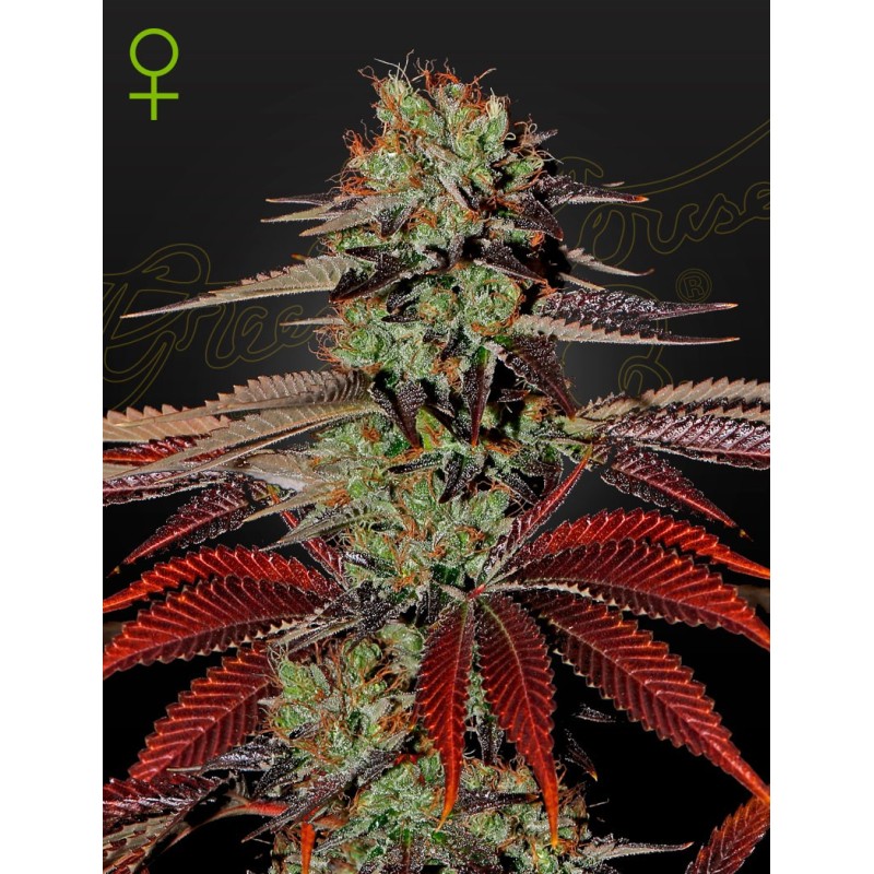 King's Kush Auto Green House Seeds