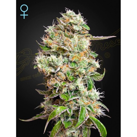 King's Kush Auto CBD Green House Seeds