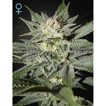 King's Kush CBD Green House Seeds